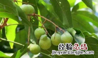 无患子的药用价值 无患子的营养价值
