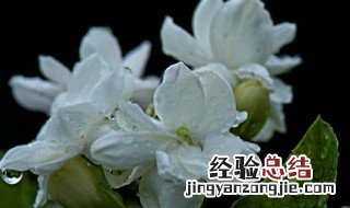 茉莉有什么药用价值 茉莉的药用价值