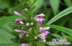 益母草种植技术及亩收益 益母草种植技术