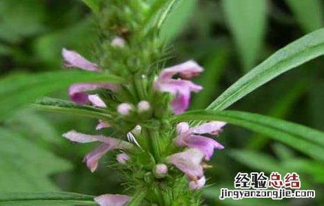 益母草种植技术及亩收益 益母草种植技术