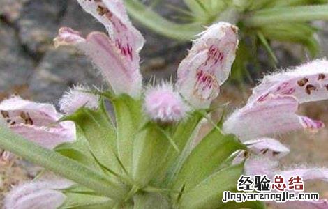 益母草种植技术及亩收益 益母草种植技术