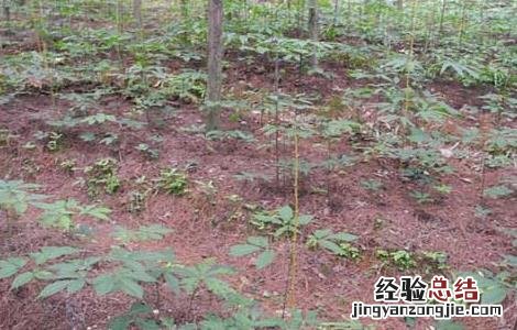 野三七是什么植物图片 野三七是什么植物
