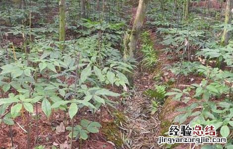 野三七是什么植物图片 野三七是什么植物