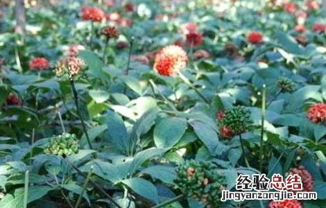 野三七是什么植物图片 野三七是什么植物