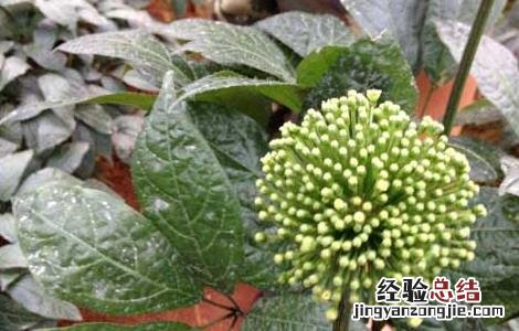 野三七是什么植物图片 野三七是什么植物