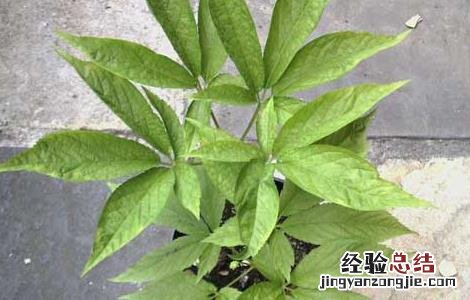 野三七是什么植物图片 野三七是什么植物