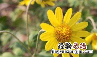适合种在阳台的植物有哪些 适合种在阳台的植物