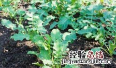 七月适合种啥菜 七月适合种什么菜