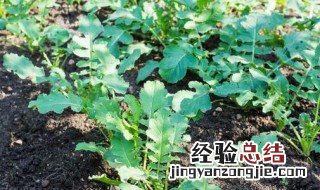 七月适合种啥菜 七月适合种什么菜