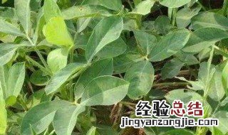 农作物吸收磷肥最多是什么品种 农作物吸收磷肥最多是什么