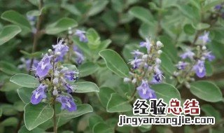 蔓荆子的药用价值 蔓荆子的营养价值