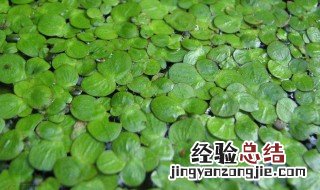 浮萍的营养价值高吗 浮萍的营养价值
