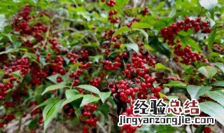 槲寄生的营养价值 槲寄生药用价值