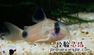 熊猫鼠鱼能长多大 熊猫鼠鱼寿命有多长