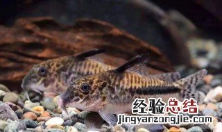 熊猫鼠鱼会群游吗 熊猫鼠鱼活跃吗
