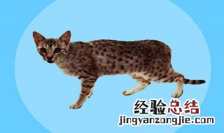 欧西猫怎么养才好看 欧西猫怎么养