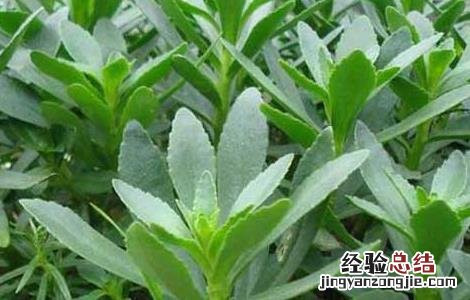 景天三七是三七吗 景天三七百度百科