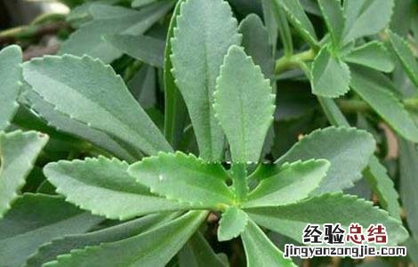 景天三七是三七吗 景天三七百度百科