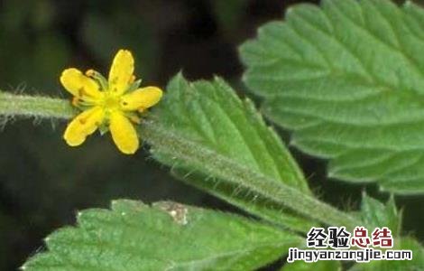 仙鹤草繁殖技术视频 仙鹤草繁殖技术