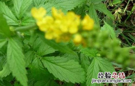 仙鹤草繁殖技术视频 仙鹤草繁殖技术