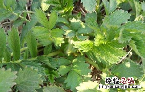 仙鹤草繁殖技术视频 仙鹤草繁殖技术