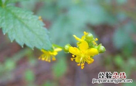 仙鹤草的由来 仙鹤草的故事传说