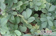 仙鹤草的由来 仙鹤草的故事传说
