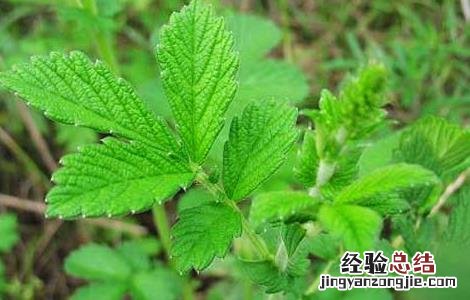 仙鹤草的由来 仙鹤草的故事传说