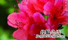映山红叶子卷曲咋回事 映山红叶子发蔫