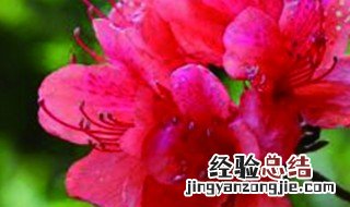 映山红叶子卷曲咋回事 映山红叶子发蔫