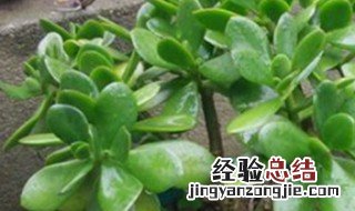 玉树什么季节换土比较好 玉树什么季节可以换土