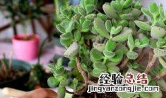 多肉不长大是什么原因 怎么养多肉才又矮又肥