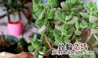 多肉不长大是什么原因 怎么养多肉才又矮又肥