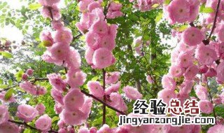 春季开花榆叶梅怎么养 榆叶梅怎么养