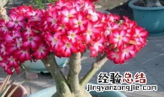 沙漠玫瑰什么季节种最好 沙漠玫瑰什么季节种