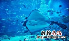 魔鬼鱼生活环境 魔鬼鱼栖息环境