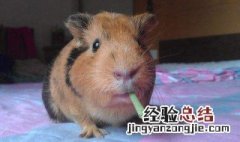 荷兰鼠生长繁殖周期 荷兰鼠生长繁殖