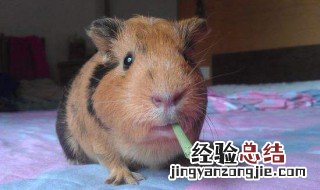 荷兰鼠生长繁殖周期 荷兰鼠生长繁殖