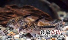 熊猫鼠鱼多大繁殖 熊猫鼠鱼多大繁殖