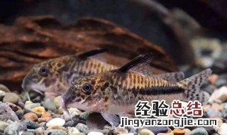 熊猫鼠鱼多大繁殖 熊猫鼠鱼多大繁殖