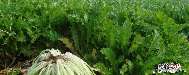 雪菜和梅菜是一种菜吗 雪菜和梅菜一样吗