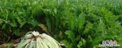 雪菜在北方叫什么菜 雪菜南方和北方一样吗