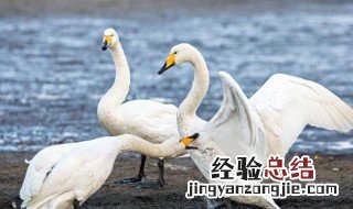 癞蛤蟆想吃天鹅肉是什么意思 癞蛤蟆想吃天鹅肉指的是什么