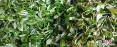 什么是八仙茶 八仙茶属于什么茶