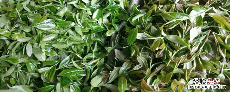 什么是八仙茶 八仙茶属于什么茶
