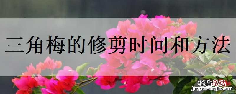 三角梅的修剪时间 三角梅的修剪时间和方法