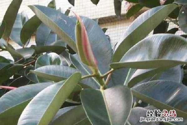 橡皮树的养殖方法和注意事项 橡皮树的养殖方法和注意事项详解