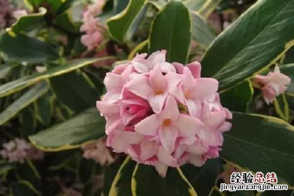金边瑞香的养殖方法和注意事项沙漠玫瑰 金边瑞香的养殖方法和注意事项