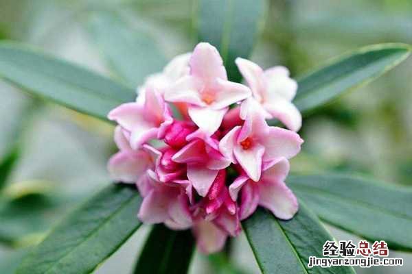 金边瑞香的养殖方法和注意事项沙漠玫瑰 金边瑞香的养殖方法和注意事项