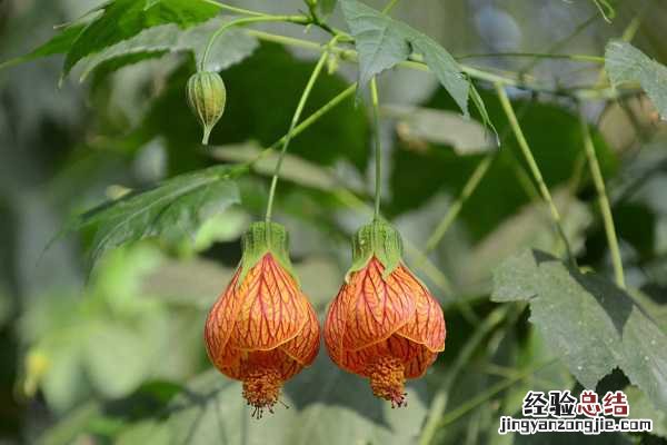 金铃花好看吗，最美金铃花图片大全 黄金风铃花图片